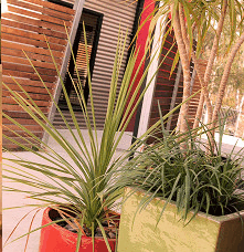 Adelphi Apartments - Lismore Accommodation 1