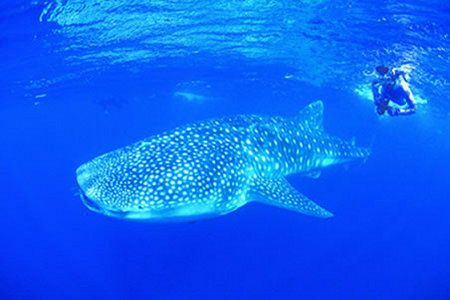 Ningaloo Reef Resort - Lismore Accommodation 1