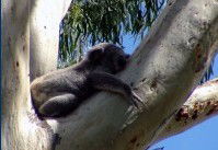Dunbogan Caravan Park - Lismore Accommodation 2
