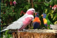 Dunbogan Caravan Park - Lismore Accommodation 4