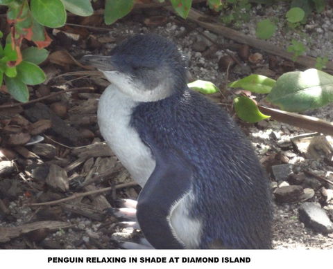 Diamond Island Resort - Lismore Accommodation 2