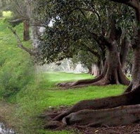 Rivergum Cottage - Lismore Accommodation