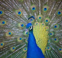 Willunga Peacock Farm Bed and Breakfast - Lismore Accommodation