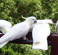 Lorikeet Lane BB - Lismore Accommodation