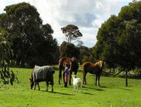 The Roost - Lismore Accommodation 5