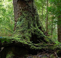 Land of the Giants Caravan Park - Lismore Accommodation