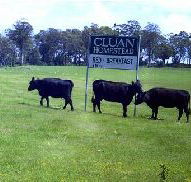 Cluan Homestead - The Managers Residence - Lismore Accommodation