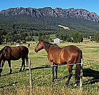 Hurlfield Farm Cottage - Lismore Accommodation