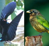 Chambers Wildlife Rainforest Lodges - Lismore Accommodation