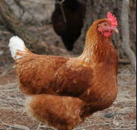 Avonmore Estate Biodynamic Winery - Lismore Accommodation