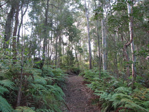 Maleny Country Cottages - Lismore Accommodation 1