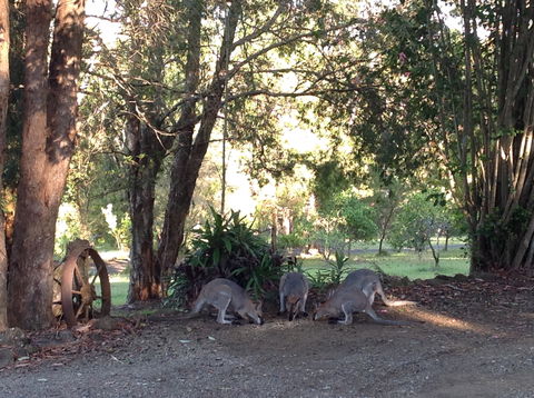 Maleny Country Cottages - Lismore Accommodation 5
