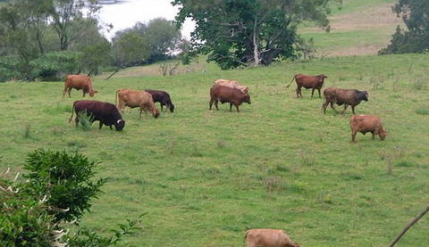 Bemurrah Homestead At Pee Dee - Lismore Accommodation 5