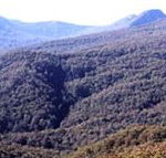 Callicoma Hill Eco-Cabins - Lismore Accommodation