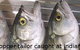 Fraser Island Fishing Units - thumb 6
