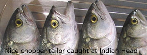 Fraser Island Fishing Units - Lismore Accommodation 6