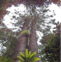 Oakey QLD Lismore Accommodation