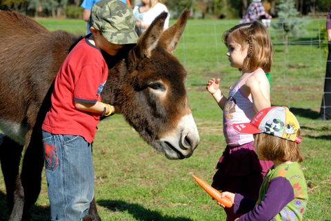 Diamond Forest Farm Stay - Lismore Accommodation 3