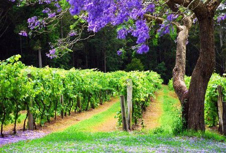 Bago Vineyards - Lismore Accommodation 0