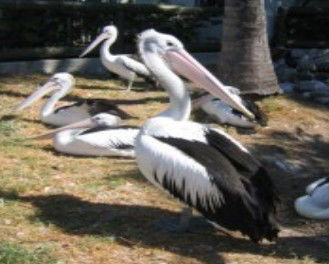 Laurieton NSW Lismore Accommodation