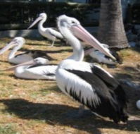 Christmas Cove Caravan Park - Lismore Accommodation