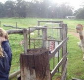 Boronia Farm Farmstay - Lismore Accommodation