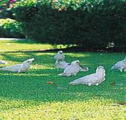 Aurora Kakadu - Lismore Accommodation