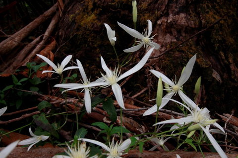 Walpole Wilderness Resort - Lismore Accommodation 7