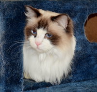 Crufts K9 Lodge amp Cat Hotel - Lismore Accommodation