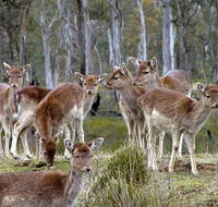 Lake Leake Chalet - Lismore Accommodation