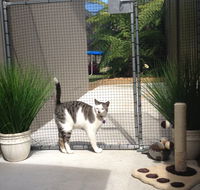 Caringbah Cat Hotel - Lismore Accommodation