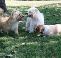 Durack Pet Motel - Lismore Accommodation