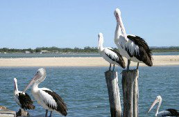 Tuncurry Sunset Motel - Lismore Accommodation 3