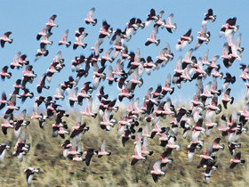 Copley Caravan & Cabin Park - Lismore Accommodation 0