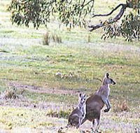 Kangaroo Ridge Retreat - Lismore Accommodation