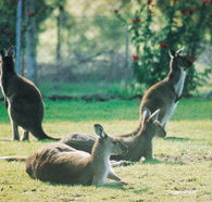 Tangkuinya - Lismore Accommodation