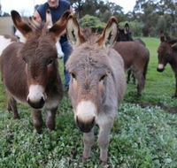 Donkey Tales Farm Cottages - Lismore Accommodation