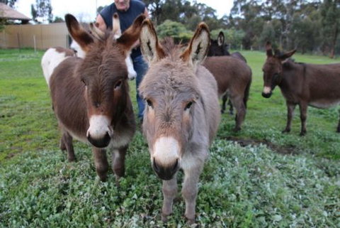 Donkey Tales Farm Cottages - Lismore Accommodation 0