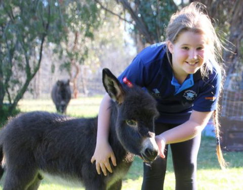 Donkey Tales Farm Cottages - Lismore Accommodation 1