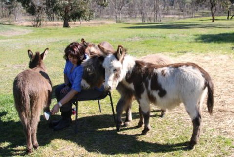 Donkey Tales Farm Cottages - Lismore Accommodation 2