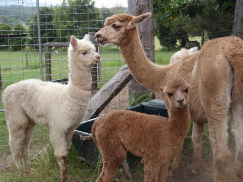 Fernridge Farm Cottage - Lismore Accommodation 7
