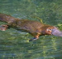 Eilean Donan Gardens - Lismore Accommodation