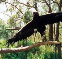 Curlew Hill Sanctuary - Lismore Accommodation