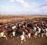 Bond Springs Outback Retreat - Lismore Accommodation