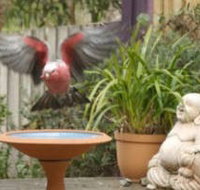 Wattle Court  Retreat - Lismore Accommodation