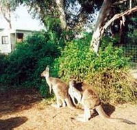 Avoca Dell Caravan Park - Lismore Accommodation