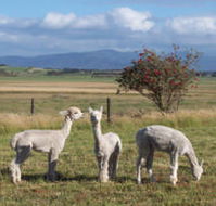 Promhills Cabins - Lismore Accommodation