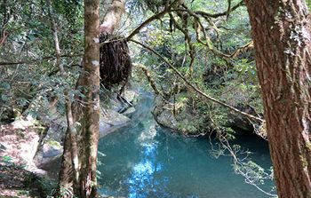 Barrington Wilderness Cedar Lodge Accommodation - Lismore Accommodation 8