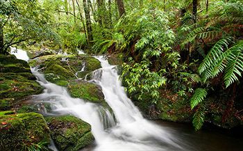 Barrington Wilderness Cedar Lodge Accommodation - Lismore Accommodation 10