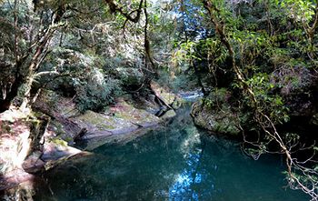 Barrington Wilderness Cedar Lodge Accommodation - Lismore Accommodation 11